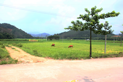 初夏鄉村農家樂146.png